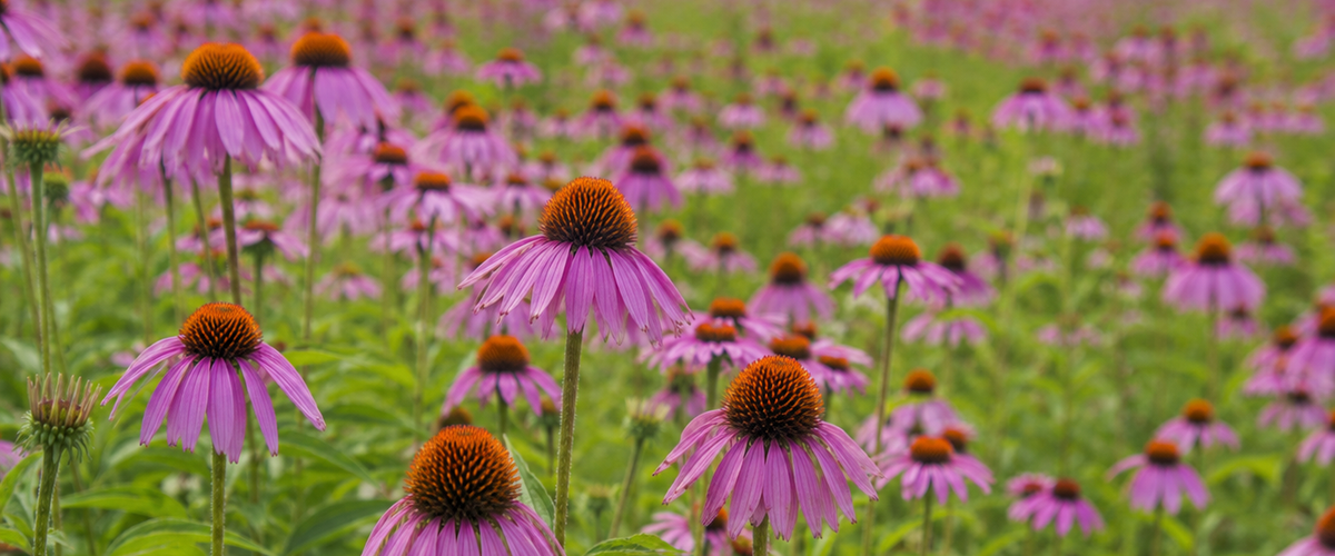 Echinacea for Chickens: A Science-Backed Defense Against Salmonella