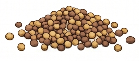 Mustard Seeds